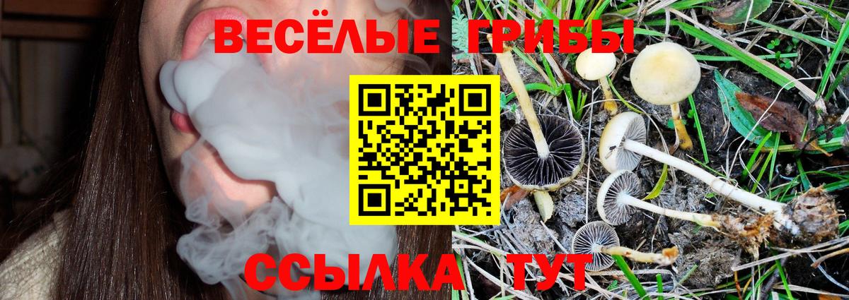 Галлюциногенные грибы Psilocybine cubensis Чебоксары